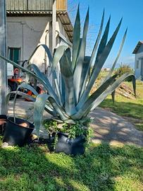 AGAVE alta 2 metri