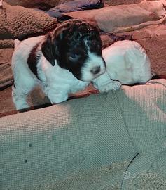 Cuccioli di Lagotto