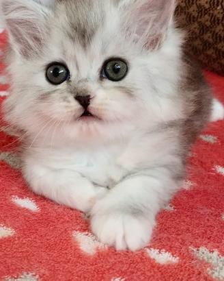 Dolce cucciola di persiani normotipo FEMMINA