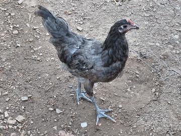 Gallo