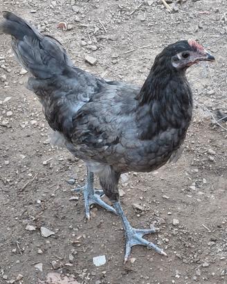 Gallo