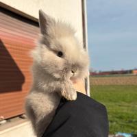 Cuccioli di conigli