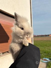 Cuccioli di conigli