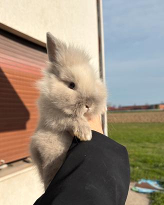 Cuccioli di conigli