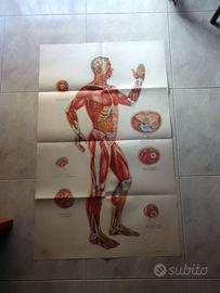 ANATOMIA dell' UOMO: 6 poster + Manuale AGOPUNTURA