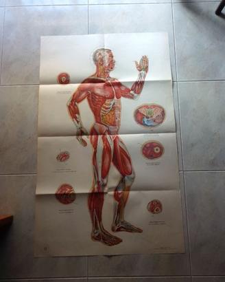 ANATOMIA dell' UOMO: 6 poster + Manuale AGOPUNTURA
