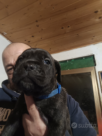 Cuccioli di Cane Corso