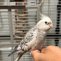 Calopsite Maschio allevato a mano