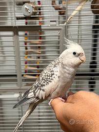 Calopsite Maschio allevato a mano