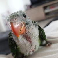 Grande alessandrino pullo imbecco pappagalli