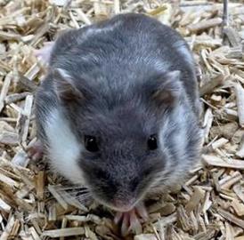 Si cede giovane criceto russo / panda