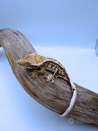 Geco Ciliatus - Tri
