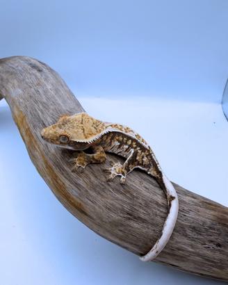 Geco Ciliatus - Tri