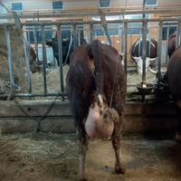 Vacche valdostane gravide