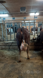 Vacche valdostane gravide