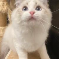 Cuccioli ragdoll
