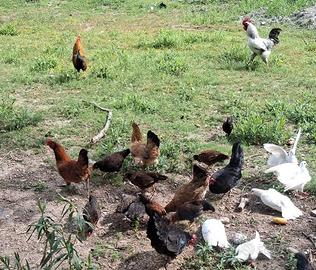Galli, galline e pulcini ruspanti