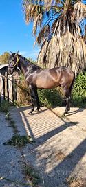 Puledro p.r.e
