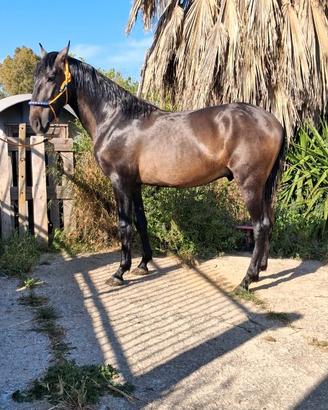 Puledro p.r.e
