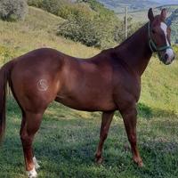 Cavallo.Quarter Horse