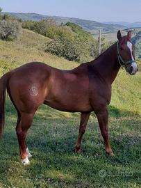 Cavallo.Quarter Horse