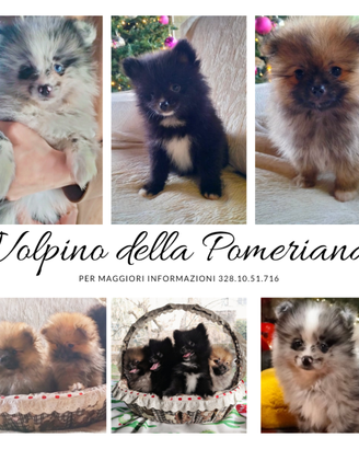 Spitz Nano -Volpino della Pomeriana