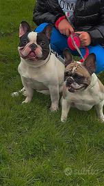 Cuccioli BULDOG francesi