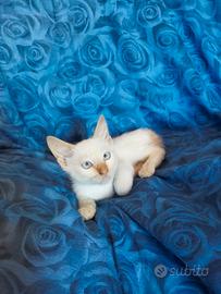 Gattini simil Siamesi Red Point