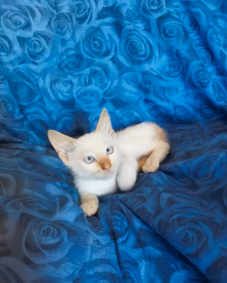 Gattini simil Siamesi Red Point