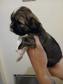 Shihtzu cuccioli stiamo a Roma