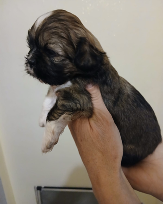 Shihtzu cuccioli stiamo a Roma
