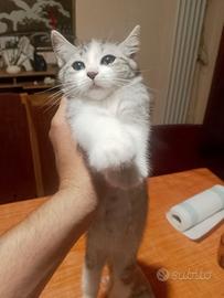 Gatti stupendi 3 mesi di Vita madre certosina