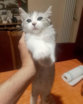 Gatti stupendi 3 mesi di Vita madre certosina