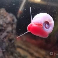 Lumache Rosa Planorbarius