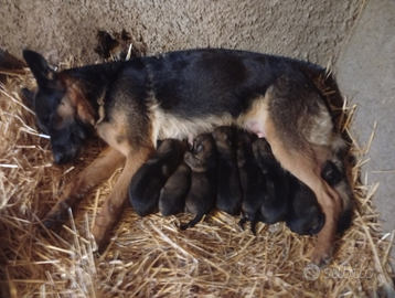 Cuccioli di pastore tedesco