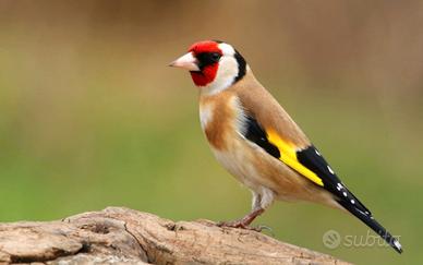 Cardellino