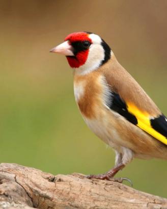 Cardellino