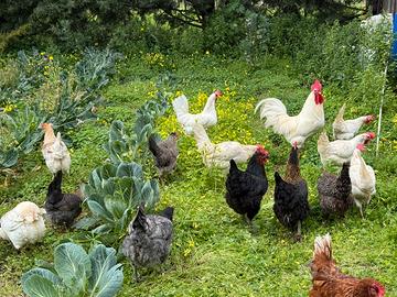 Galline Galli e Pulcini Pollaio + Attrezzatura