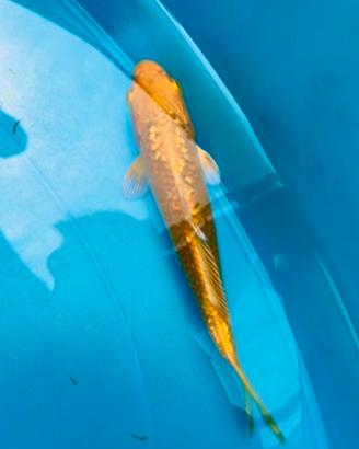 Carpe koi selezione 5-15 cm