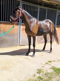 Cavallo