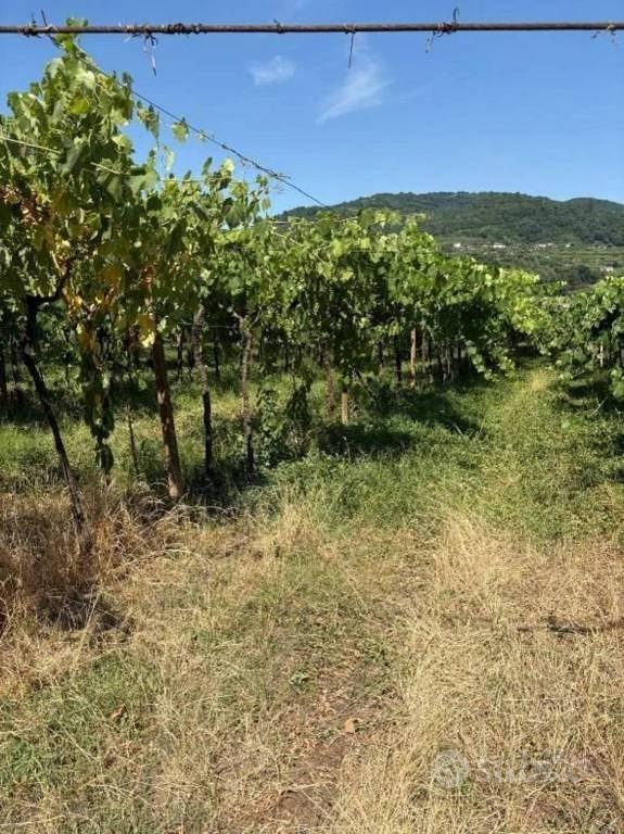 Immobile in asta di 6284 m² a San Giovanni Ilarion - Vista 3