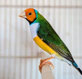 Diamanti di Gould