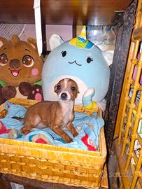 Incrocio tra pincher e chihuahua toy