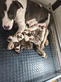 Cuccioli Amstaff