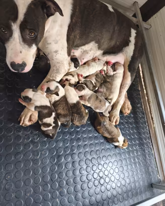 Cuccioli Amstaff