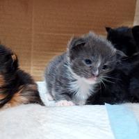 Cuccioli Maine Coon con Pedigree