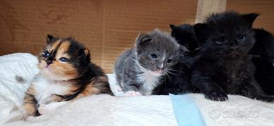 Cuccioli Maine Coon con Pedigree