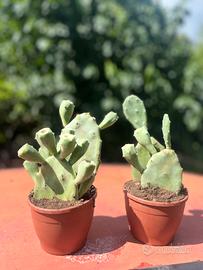 Opuntia fico d’india