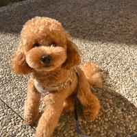 Barboncino Nano disponibile per monta