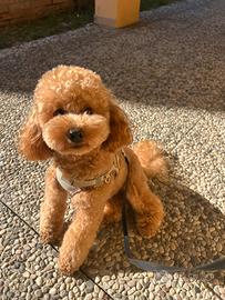 Barboncino Nano disponibile per monta